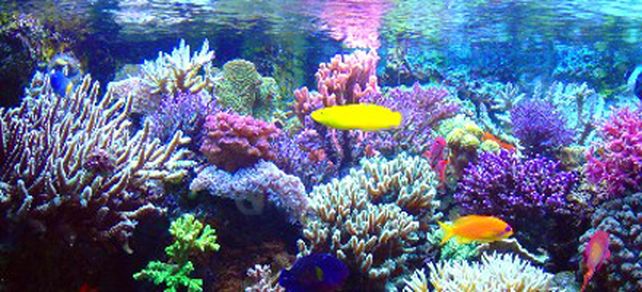 Peligran los corales del Caribe por el cambio clim&aacute;tico