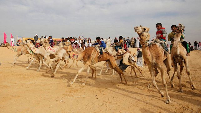 Carreras de camellos en el desierto de Egipto