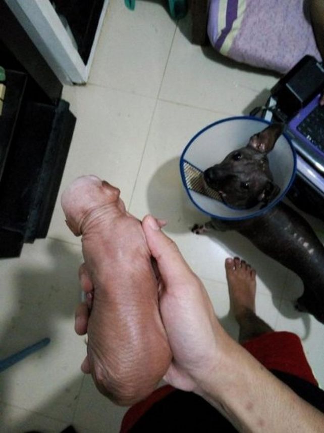 Le censuraron la foto porque su perro se perece a un pene