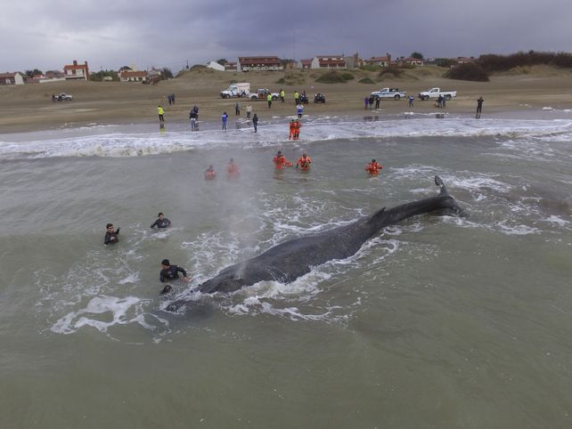 Penoso. Expertos trataron de girar al rorcual para devolverlo a mar abierto.