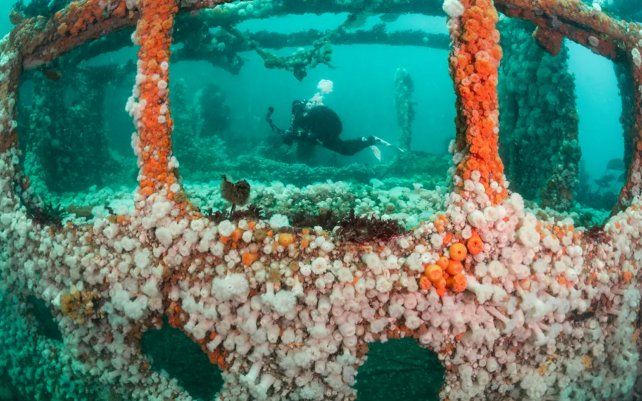 SS Hispania de Kirsty Andrews (Reino Unido), tomada en Sound of Mull, Escocia.