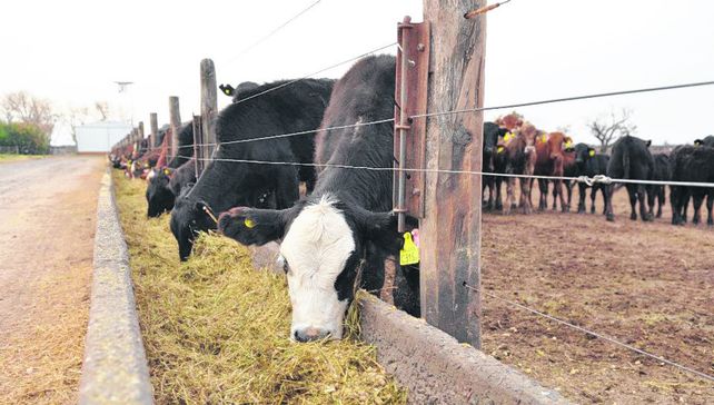Actividad. Los niveles de ocupación de los corrales tuvieron su pico en junio