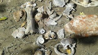 Alto Verde: encontraron restos del Cementerio en una calle