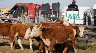 La ganadería desbordó los corrales de Agroactiva