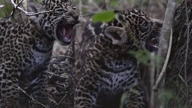 Nacieron dos ejemplares de yaguareté en El Impenetrable
