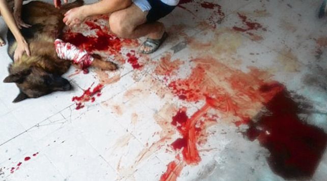 ataque de perros pitbull