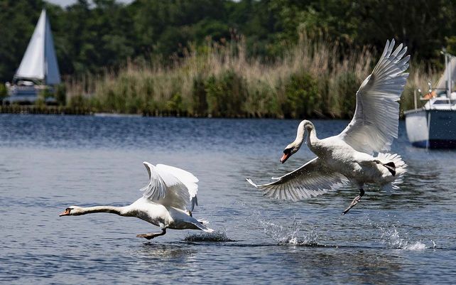 Dos cisnes sobrevuelan el rio Havel