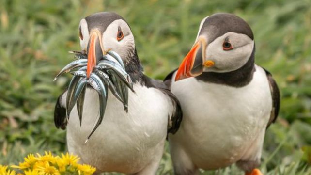 Las divertidas imágenes  del Comedy Wildlife Photography Awards 2020