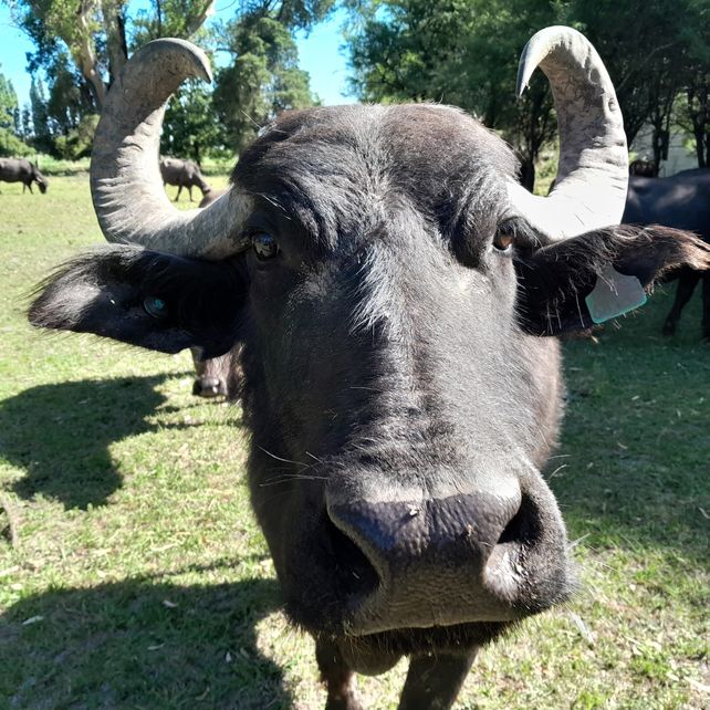 Búfalo santafesino: animal rústico que brinda carne, leche y hasta bufaloterapia