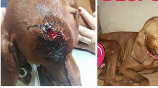 Rafaela: golpeó a su perro con una maza... ahora deberá donar 3 mil pesos