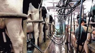 Baja de retenciones lácteas: el campo alerta de medidas electoralistas