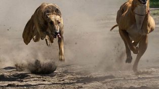 Diputados aprobó el tratamiento de un proyecto que prohíbe las carreras de perros