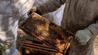 Capacitarán a jóvenes para trabajar con abejas