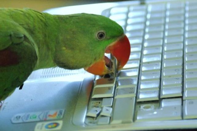 Mascotas infraganti: fotos de lo que ellos hacen cuando vos no estás
