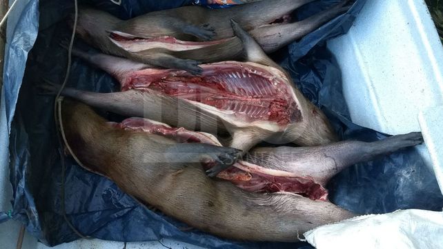 Secuestraron tres carpinchos muertos a un cazador furtivo