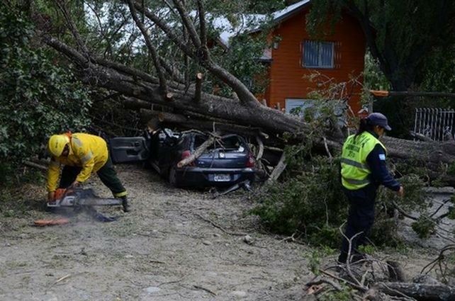 bariloche. Las últimas tormentas de nieve derribaron muchos árboles.