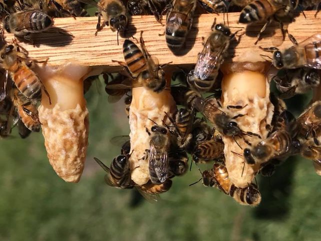 Una invasión de abejas en una casa de Funes. Imagen ilustrativa.