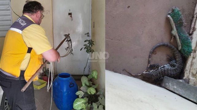 La iguana overa fue hallada en una casa y la rescató el Cobem de la Municipalidad