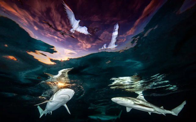 Sharks ’Skylight de Renee Capozzola (EE. UU.), tomada cerca de la costa de la isla de Moorea, Polinesia Francesa.