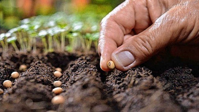 La siembra de soja se desarrolla a todo vapor La siembra de soja se desarrolla a todo vapor