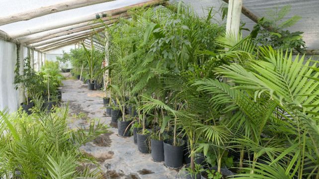 La Municipalidad de Paraná entregará árboles para veredas como parte del plan de Forestación Urbana 2024