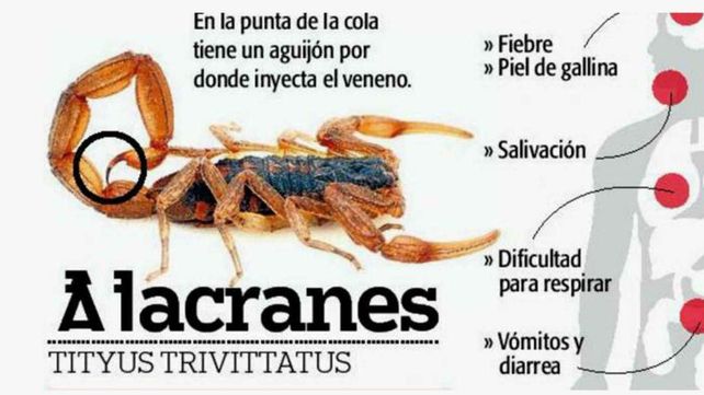 Un nene de dos años está grave tras ser picado por un alacrán