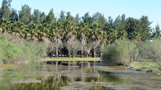 El Bosque de los Constituyentes cuenta con cientos de especies de flora y fauna.
