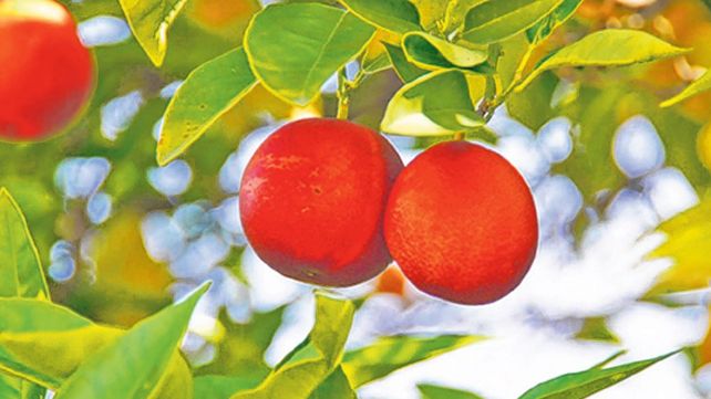 El olor de las naranjas