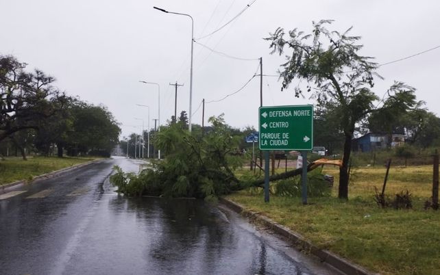 La tormenta de agua y ráfagas de viento se desató en la madrugada de este martes en Concepción del Uruguay causando voladuras de techos y caída de árboles.Foto: 03442