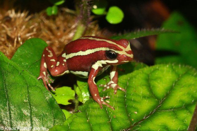 La toxina de una rana ecuatoriana, apuntada por la muerte del opositor ruso Navalni