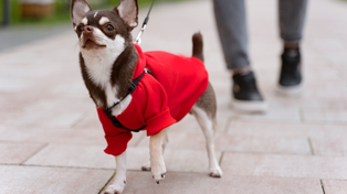 Hasta los perros se abrigan para protegerse de la ola polar