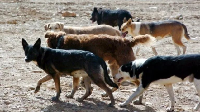 Una preocupante jauría de perros se consolida en un punto ciego del sur de Rosario