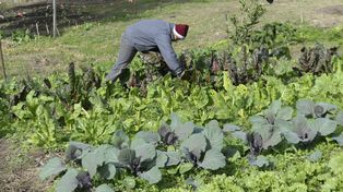 Crece el plan para tener la huerta propia en Roldán