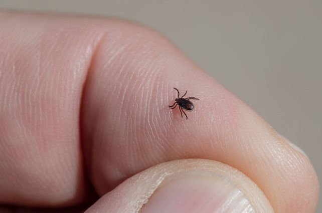 La garrapata que provoca la enfermedad de Lyme