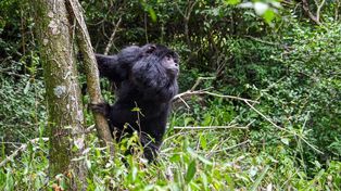 Un ejemplar de mono carayá, una de las especies animales rescatadas.