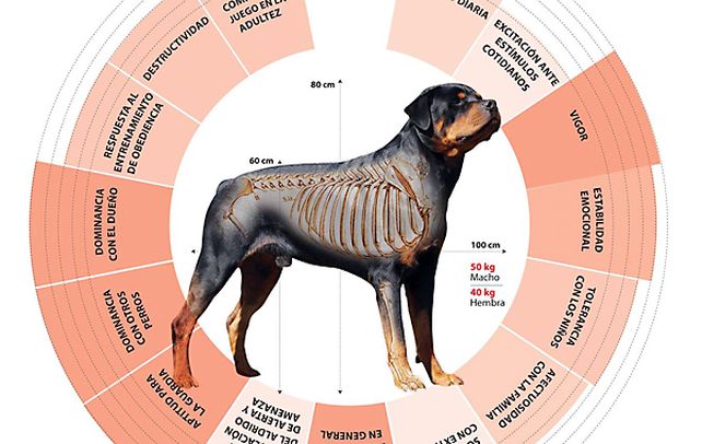 Los ataques de perros de razas gran porte preocupan a la población.