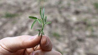 Las nuevas variedades de pasturas permiten el crecimiento sostenido a lo largo de las estaciones, más tolerancia a los anegamientos o un mayor valor nutritivo.