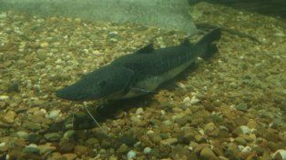 La cara buena de El Niño: expertos prevén condiciones favorables para la reproducción de los peces del Paraná