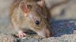 Hantavirus en Entre Ríos: más casos y más letales