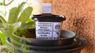 La Municipalidad de Paraná instala ovitrampas para monitorear el mosquito Aedes aegypti.