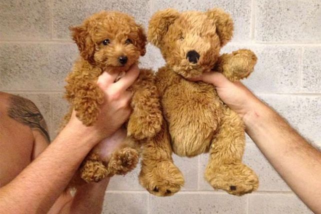 Personas, animales y objetos que son similares entre sí