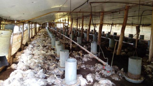 La tormenta provocó la muerte de miles de pollos en zonas rurales