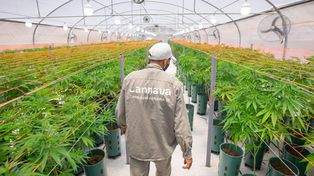 El cannabis medicinal puede hasta proteger neuronas, aseguran especialistas