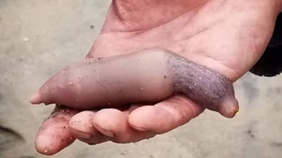 Qué es el pez pene, el extraño gusano marino que apareció en las playas de Chubut