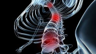 Descubren mecanismos que permitirían curar lesiones en la médula