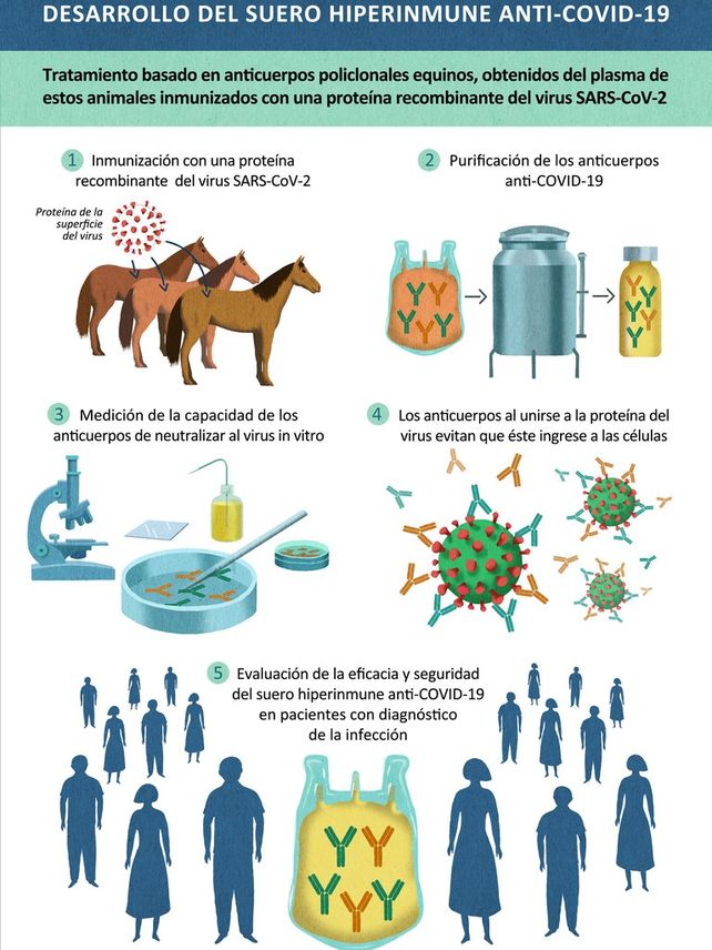 Suero equino hiperinmune: lo que hay que saber del nuevo tratamiento contra el Covid-19