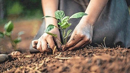 El frío comienza a afectar la producción hortícola de la zona y ya advierten escasez en góndolas