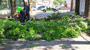 Defensa Civil trabajó en distintos puntos de Rosario para retirar árboles y ramas caídas por la tormenta.