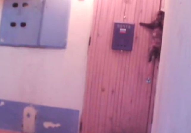 El viral del día: un gato toca el timbre para entrar