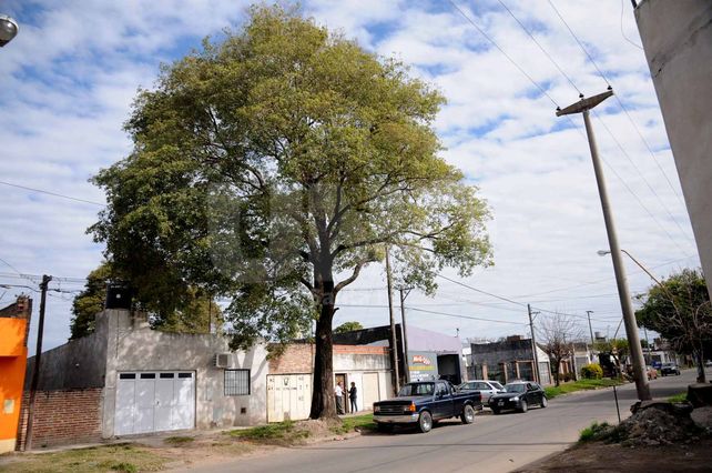 Vecino invasor: un viejo lapacho destruye una casa